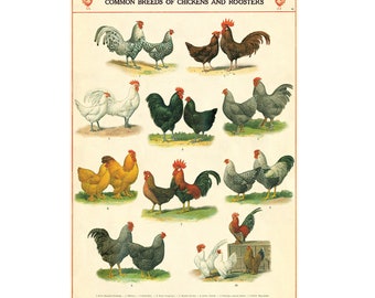 Cavallini Poster – Chickens & Roosters - Vintage Wall Print - Choose Multiple Designs!