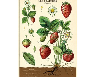 May include: A vintage botanical illustration of a strawberry plant, labeled "LES FRAISIERS Fragaria". The illustration shows the plant's roots, leaves, flowers, and fruit in various stages of development. The image is labeled with the French words "VARIETEA" and "PARTIES DE FRAISIERS".