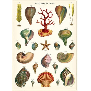 Cavallini Poster - Muscheln der Mer - Vintage Wall Print - Wähle aus mehreren Designs!