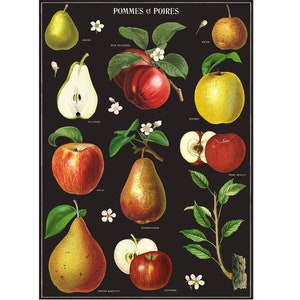 Apples and Pears Poster, Vintage Cavallini Various Apples and Pears Print