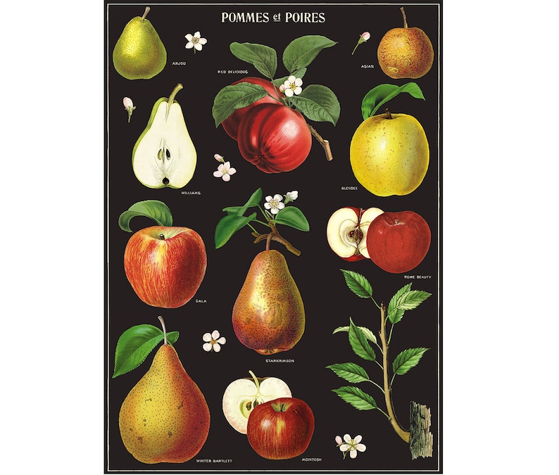 Apples and Pears Poster, Vintage Cavallini Various Apples and Pears Print