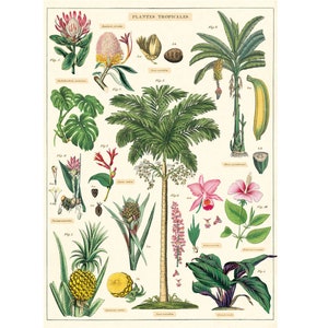 Tropical Plants Cavallini Vintage Poster – 50x70cm - 20x28&quot; Large Poster - Vintage Wall Print - Choose from over 80 designs!