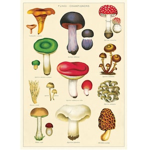 Mushrooms Poster, Vintage Cavallini Various Mushroom Print