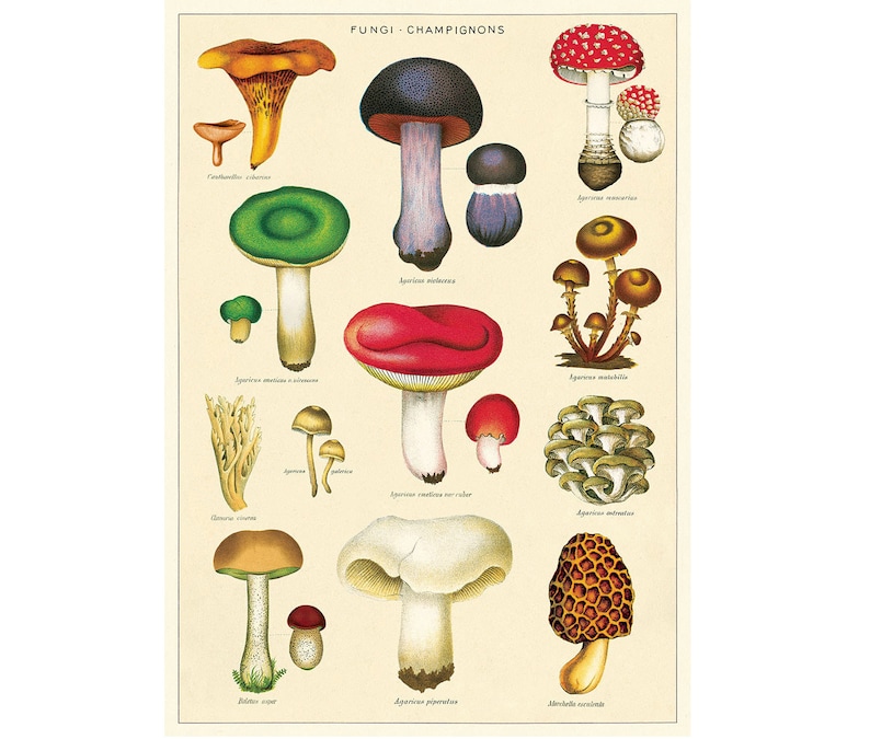 Mushrooms Poster, Vintage Cavallini Various Mushroom Print