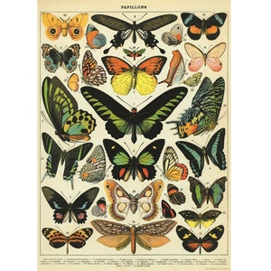 Poster Cavallini - Papillons 50 x 70 cm - 20 x 28" Grande affiche - impression murale vintage - Choisissez parmi plus de 80 modèles !
