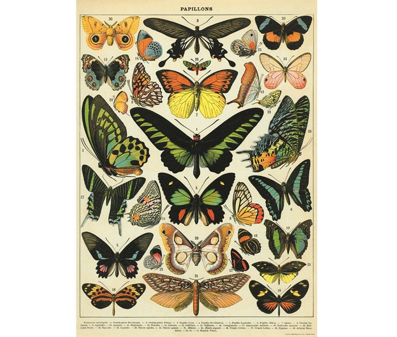 Butterflies Poster, Vintage Cavallini Various Butterfly Print