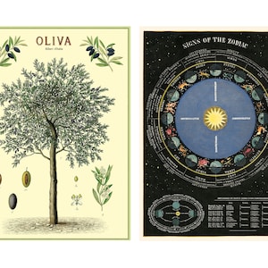 Olive Tree and Zodiac Poster Cavallini