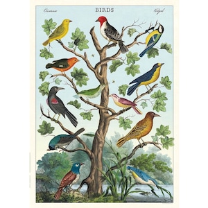 Birds In A Tree Cavallini Quality Poster – Study of Birds - Vintage Wall Print