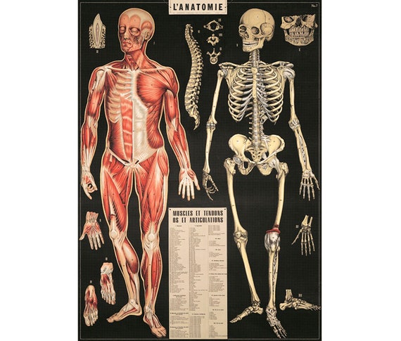人体解剖学 Cavallini 高品質ポスター – L'Anatomie - ヴィンテージ