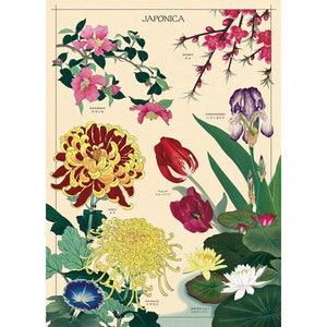 Cavallini Poster – Japonica - 50x70cm - 20x28" Large Poster - Vintage Wall Print - Choose from Multiple Designs!