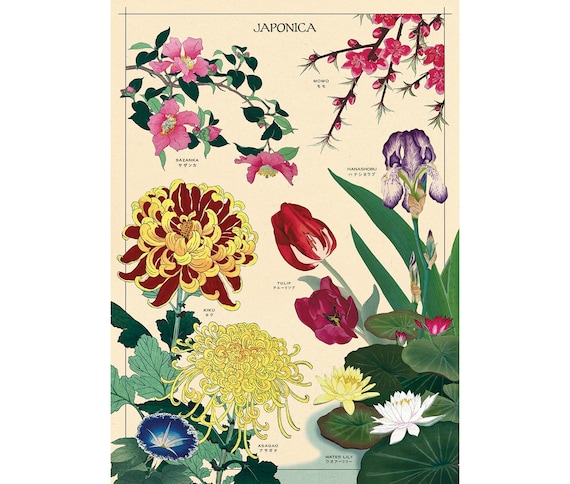 Cavallini & Co Vintage Vögel Poster – 50x70 Cm, Matt, Naturmotiv Fürs Wohnzimmer