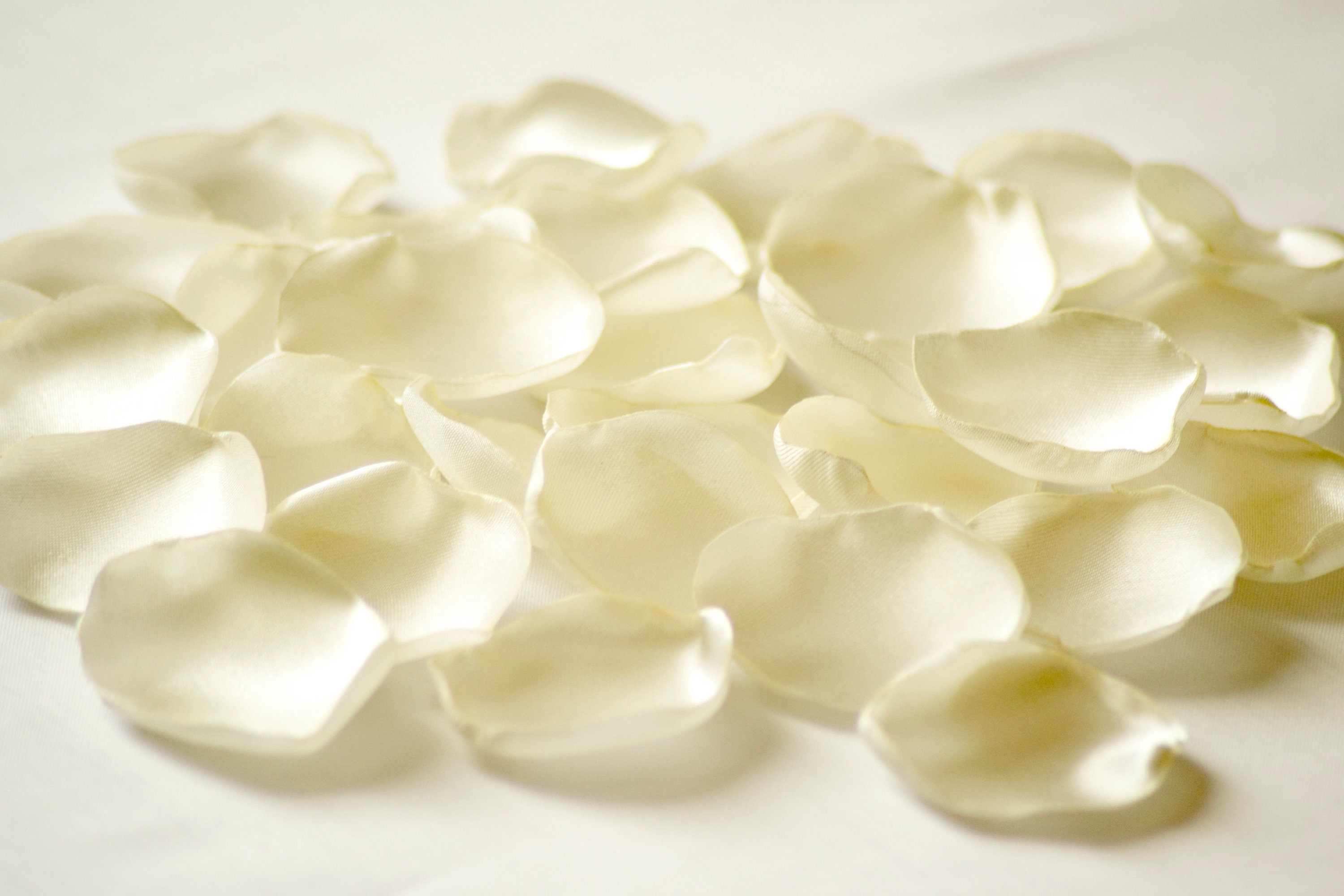 Ivory Rose Petals/ Ivory Wedding Decor/off White Etsy