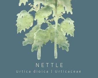 Botanical greeting card, Nettle, Plant lover, Frameable, Watercolor Art, Vegetable art, Plant greeting card