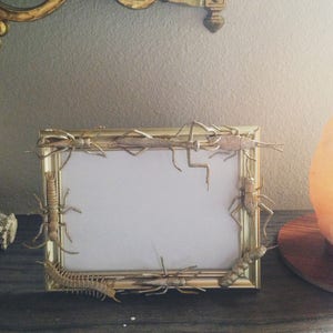 Hand painted faux insect taxidermy 5x7 picture frame