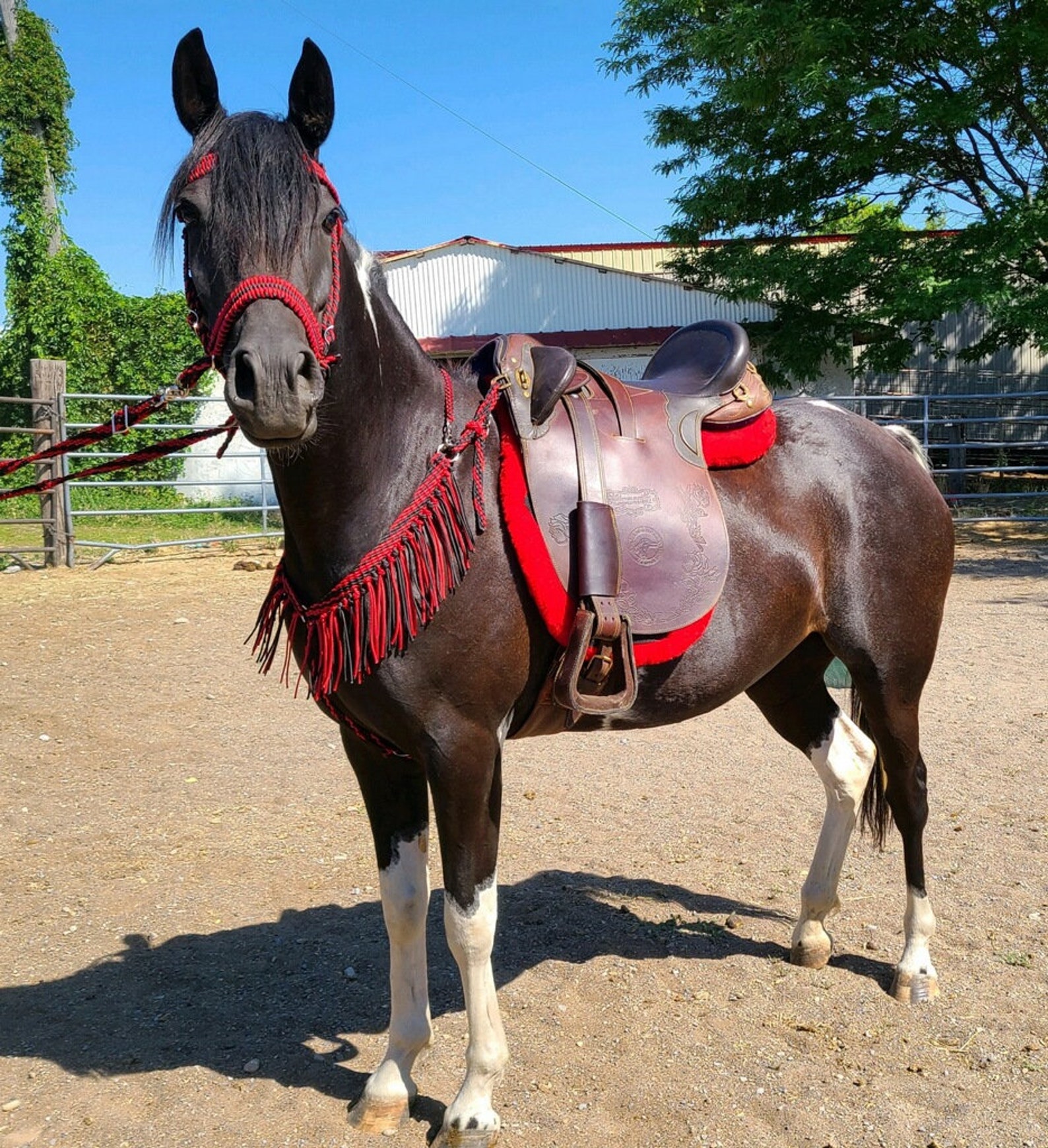 Tack For Horses at Kris Small blog