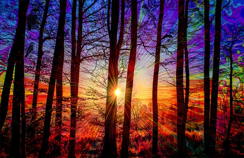 Puede incluir: &Aacute;rboles en silueta se alzan altos contra un cielo de puesta de sol vibrante. Los rayos del sol estallan a trav&eacute;s de las ramas, creando una escena colorida y dram&aacute;tica.