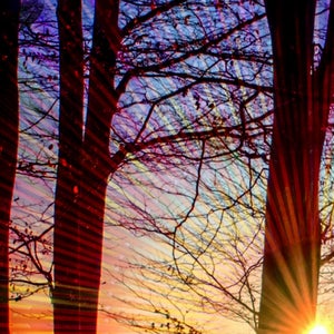 Puede incluir: Silueta de &aacute;rboles contra un cielo de puesta de sol colorido. El sol brilla intensamente a trav&eacute;s de las ramas, creando un resplandor radiante. Los &aacute;rboles est&aacute;n desnudos, sin hojas, y las ramas se estiran hacia el cielo.