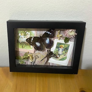 Real framed butterfly victorian print taxxidermy art