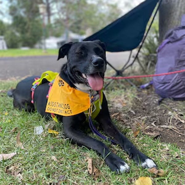 Pet Bandanas - Over the Collar Bandanas slide on over your pet's existing collar! Assistance Dog