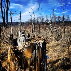 Tree Stump at a local Wetlands reserve color photo | trees nature photograph fine art blue sky clouds nature photography reserve park