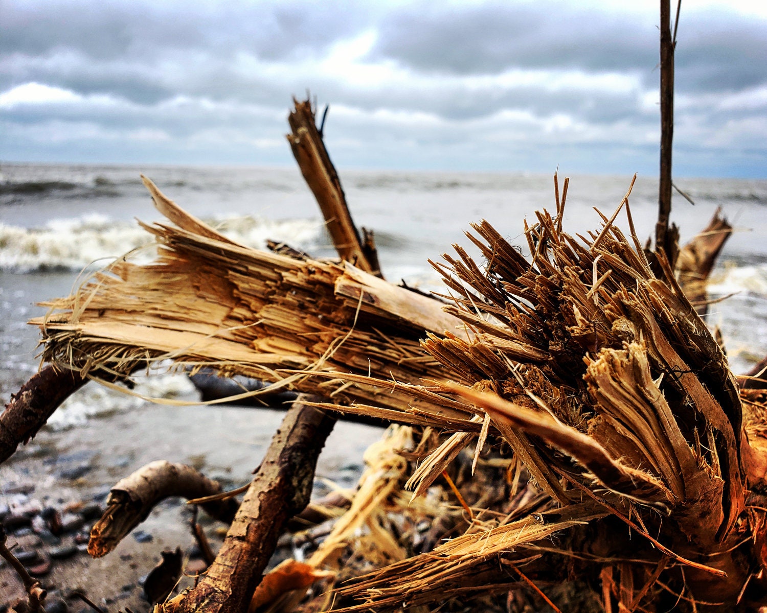 Splintered Driftwood on a Cold Morning at the Beach at Linwood Park in ...