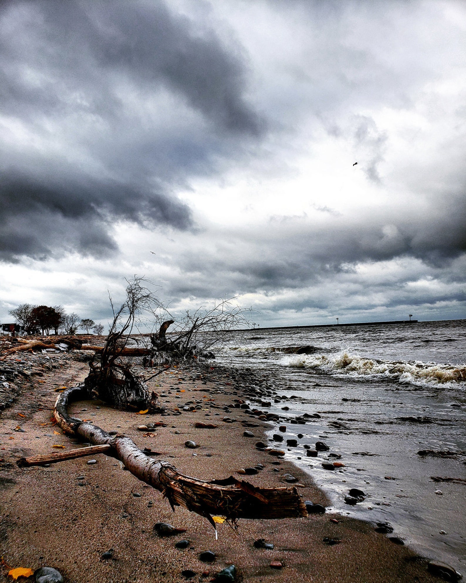 Driftwood on a Cold Morning at the Beach Linwood Park in Vermilion, OH