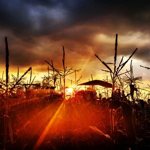 May include: Silhouetted corn stalks in a field at sunset. The sun is setting behind the stalks, creating a warm, orange glow. The sky is a mix of dark blue and orange.
