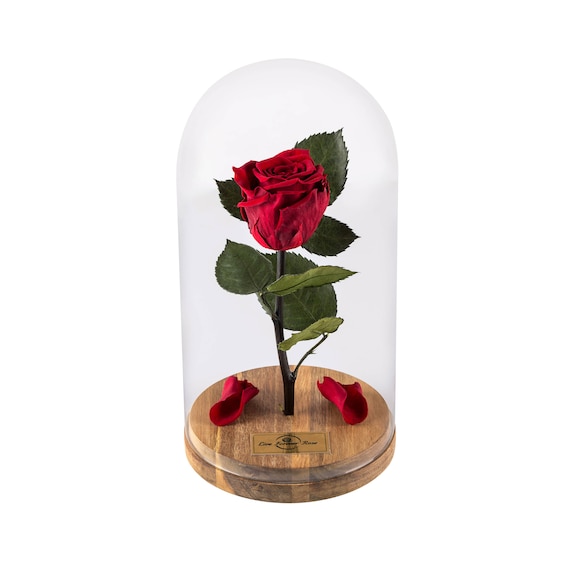 Beauty And The Beast Rose In Glass Dome Home Decor 100 Real Etsy