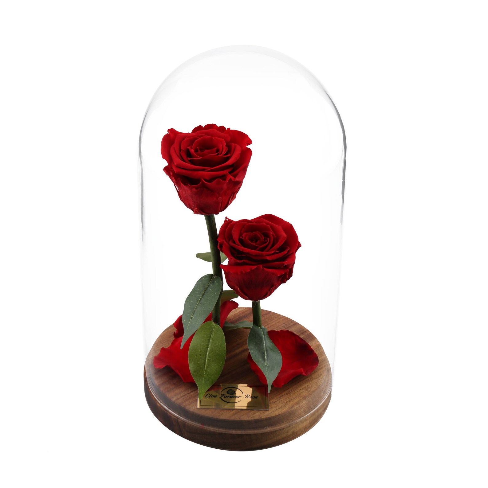 Live Forever Rose in Glass Dome Mother Gift Home Decor Real Etsy
