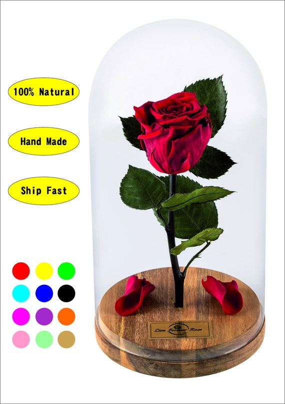 Beauty And The Beast Rose In Glass Dome Home Decor 100 Real Etsy