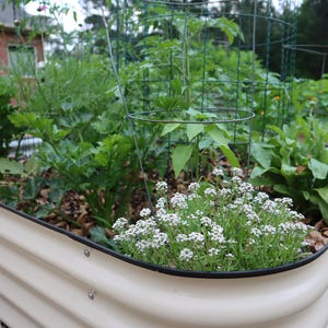 Op de afbeelding: Een verhoogd plantenbak gemaakt van metaal met een witte afwerking. De bak is gevuld met aarde en verschillende planten, waaronder bladgroenten, tomaten en witte bloemen.