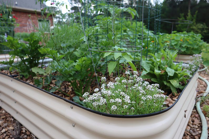 Op de afbeelding: Een verhoogd plantenbak gemaakt van metaal met een witte afwerking. De bak is gevuld met aarde en verschillende planten, waaronder bladgroenten, tomaten en witte bloemen.