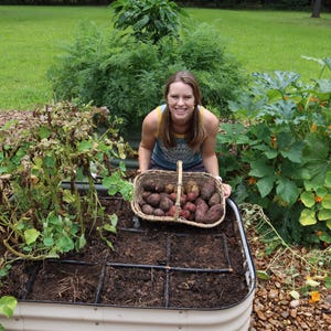 May include: A woman smiles while holding a basket of freshly harvested sweet potatoes. The potatoes are in a woven basket with a wooden handle. The woman is standing in a garden with green plants and brown soil.