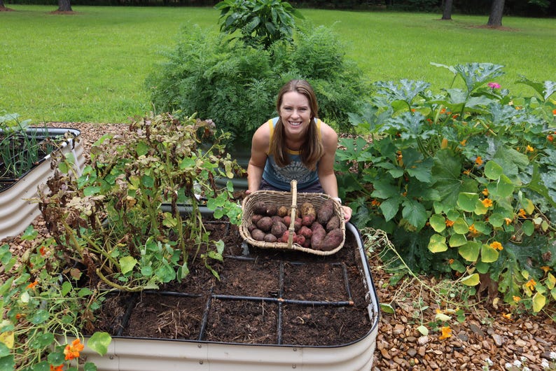 May include: A woman smiles while holding a basket of freshly harvested sweet potatoes. The potatoes are in a woven basket with a wooden handle. The woman is standing in a garden with green plants and brown soil.