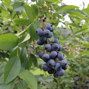 May include: A close-up of a blueberry bush with ripe, dark blue blueberries hanging from the branches. The leaves are green and lush.