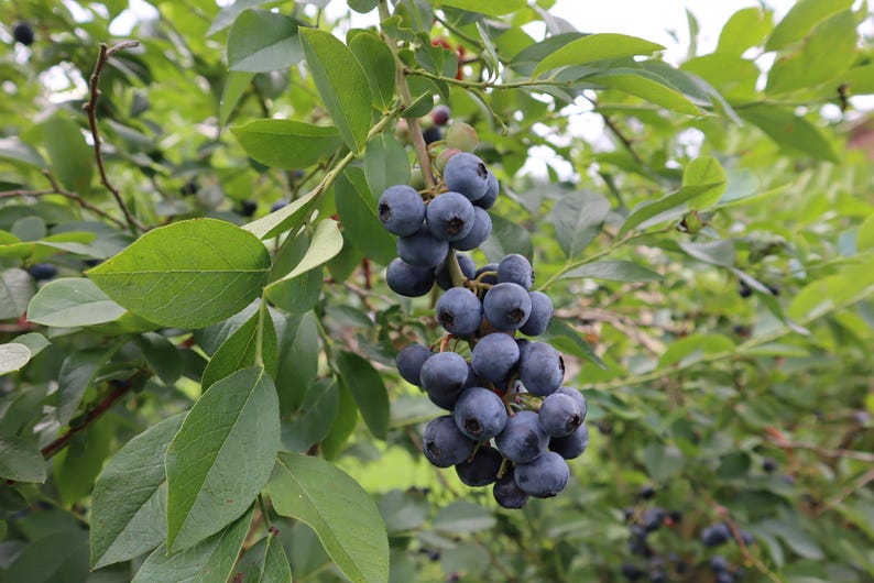 May include: A close-up of a blueberry bush with ripe, dark blue blueberries hanging from the branches. The leaves are green and lush.