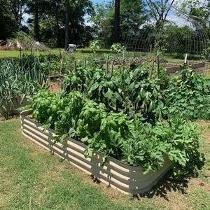 Op de afbeelding: Een verhoogd plantenbak gemaakt van metaal met een lichtbruine afwerking. De bak is gevuld met verschillende planten, waaronder bladgroenten, tomaten en andere groenten. De bak is omgeven door groen gras.