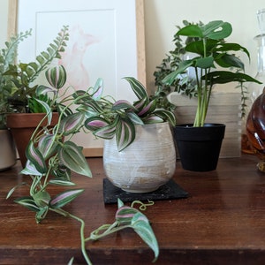 以下が含まれることがあります： 木製のテーブルに、鉢植えの植物が3つ置かれています。植物は、緑色のモンステラ、緑とピンクのワンダリング・ジュー、緑色の多肉植物です。植物は陶器の鉢に入っていて、木製のテーブルの上に置かれています。