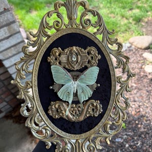Framed Luna Moth: Gold Filigree, Black Velvet Backdrop