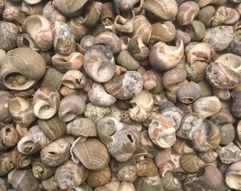 Periwinkle Shells 2.5 quart