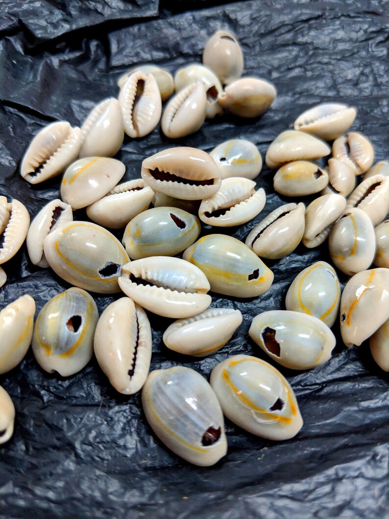 100pcs Cowrie Shells Bead Natural Sea Shell Money Shell for Etsy