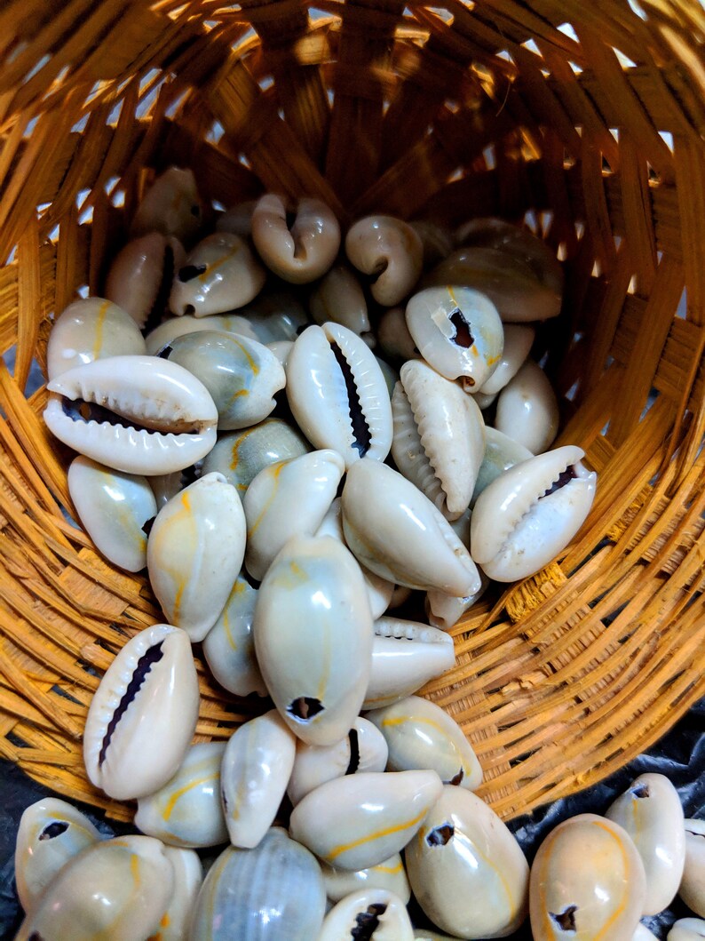 100pcs Cowrie Shells Bead Natural Sea Shell Money Shell for Etsy