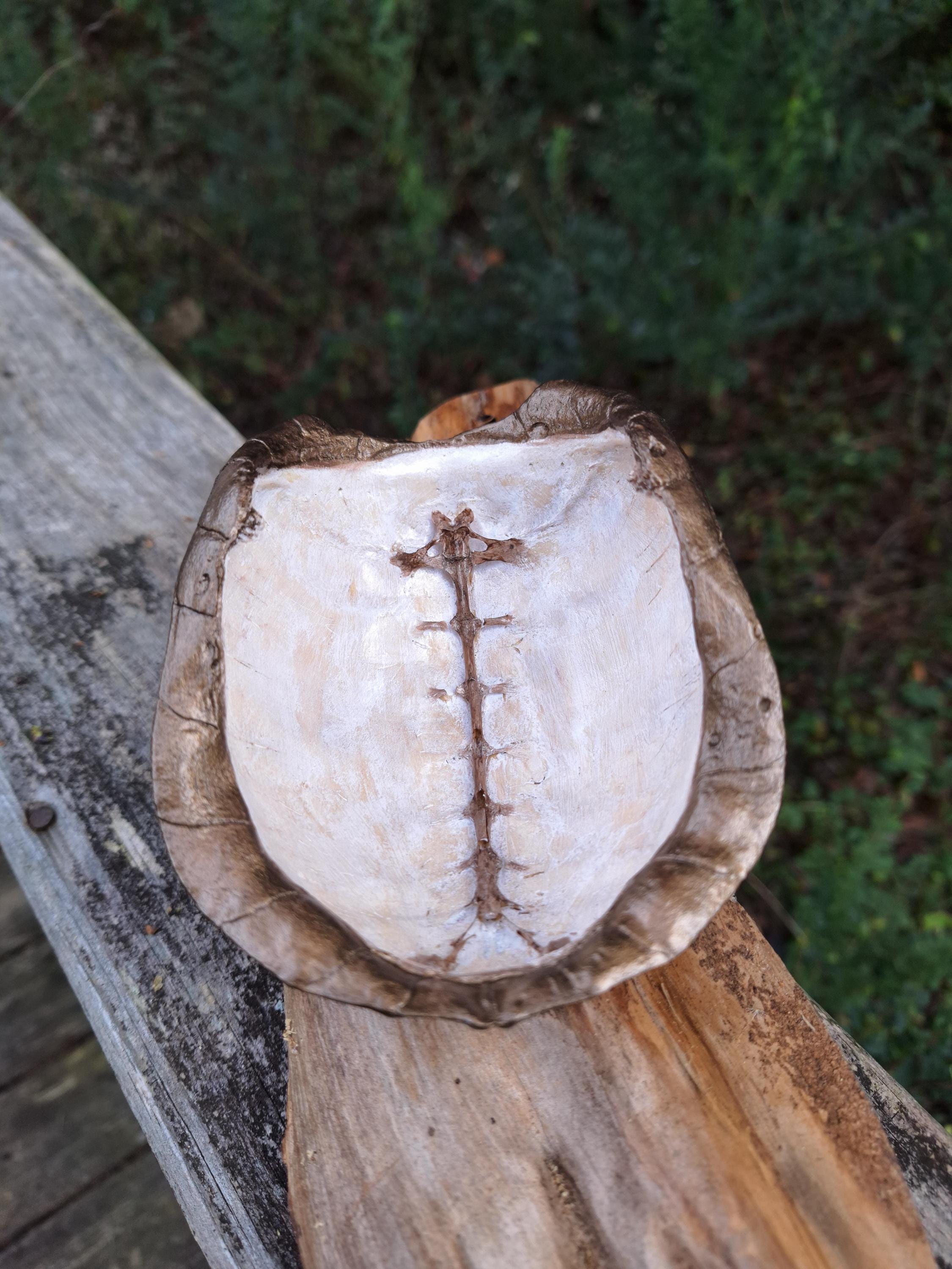 Hand Painted Found Turtle Shell - Etsy