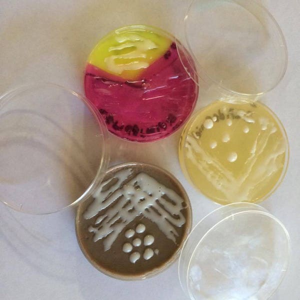 Petri Dish Soaps (Set of 3) | 60x15mm