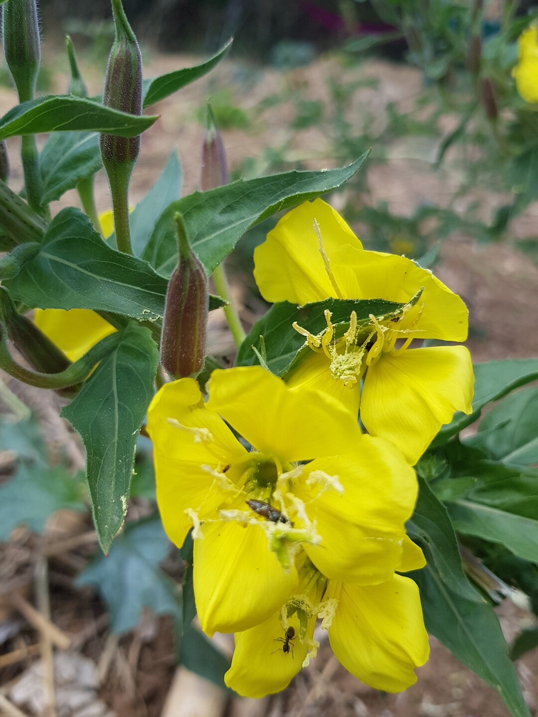 Evening Primrose Flower Essence Rebirth Trueself Etsy