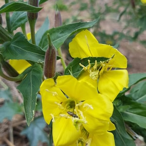 Evening Primrose Flower Essence: rebirth, true-self, rejection. A natural holistic supplement for you and your soul! Click for more details!