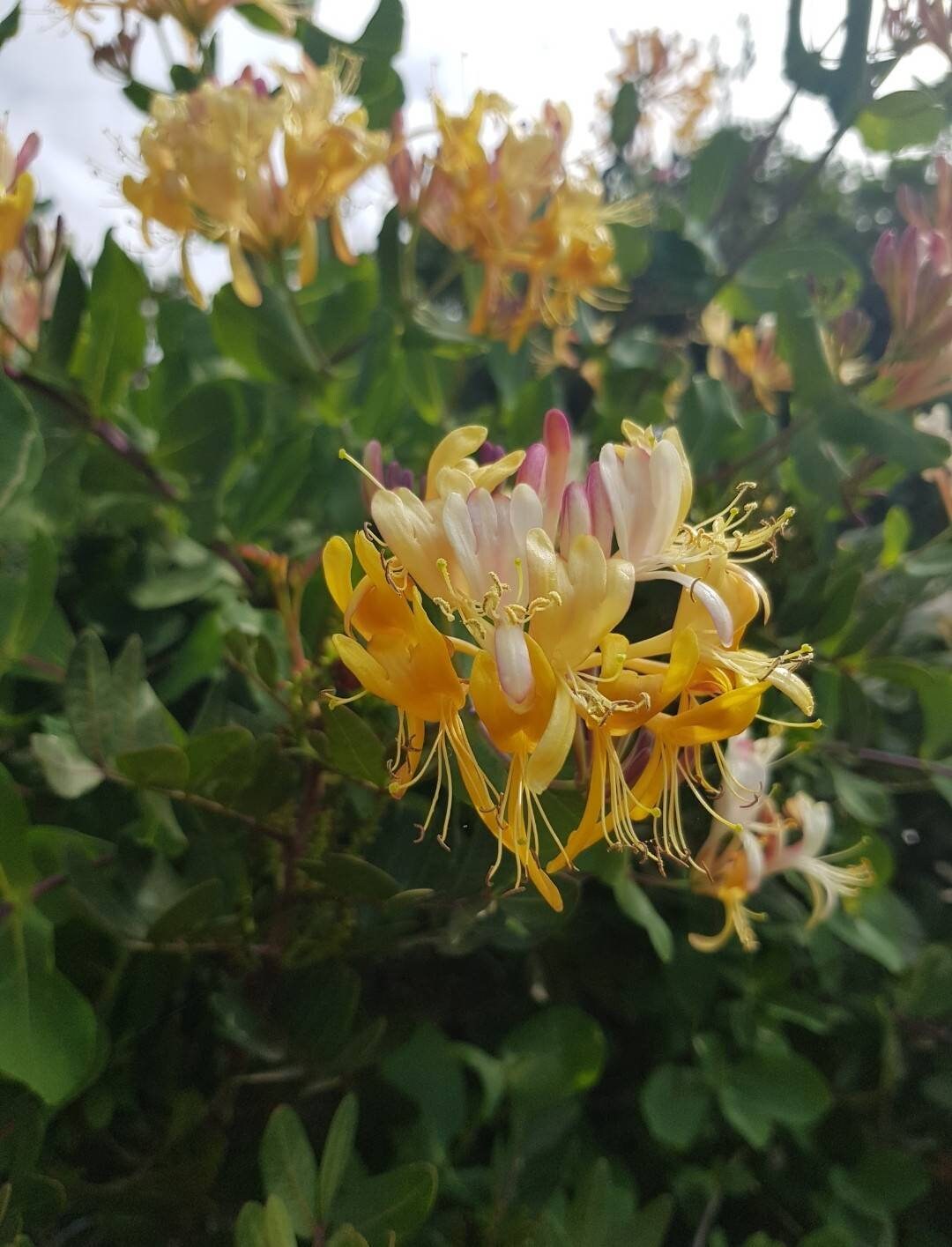 Honeysuckle Flower Essence Embrace the Now, Homesick, Regrets. A Natural Holistic Supplement