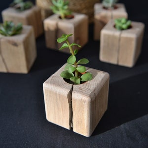 Pot succulente, cache-pot bois, jardinière cactus, plante grasse