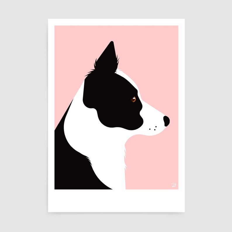 May include: A black and white border collie dog with brown eyes is looking to the right. The dog is silhouetted against a pink background.