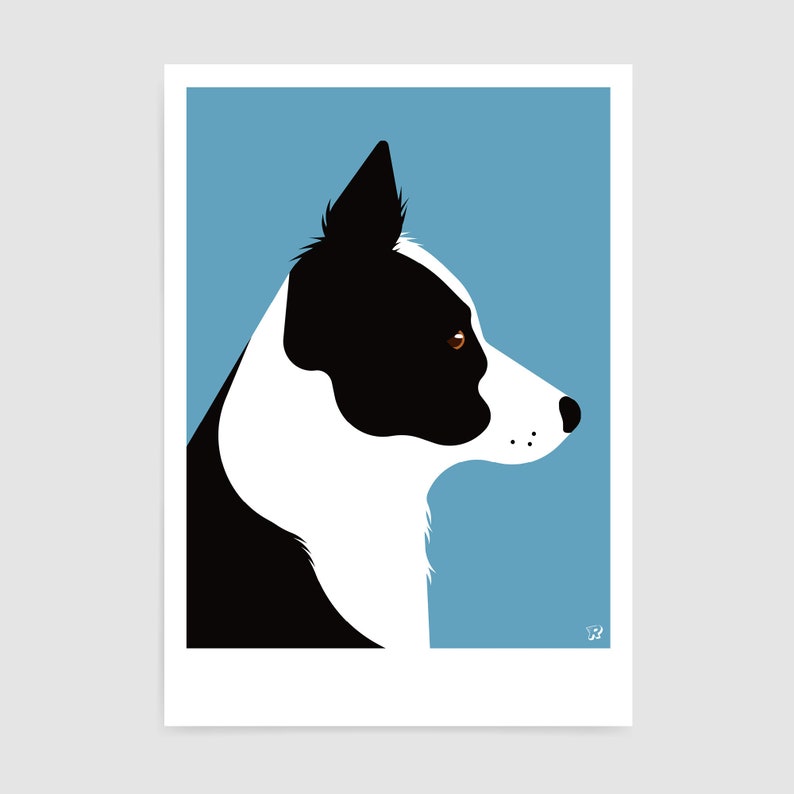 May include: A black and white border collie dog with brown eyes is shown in profile against a light blue background.